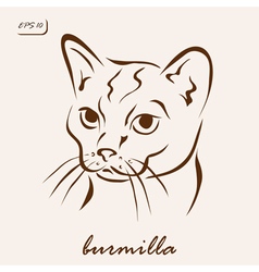 Burmilla