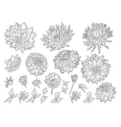 Dahlias Flowers Outline