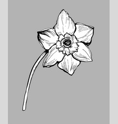 Hand Drawn Design Element Daffodil Flower In Full