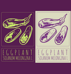 Drawing Eggplant Hand Drawn Latin