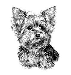 Yorkshire Terrier Dog Hand Drawn Sketch