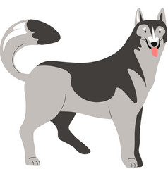 Husky Canine Animal Puppy Or Grown Dog Portrait