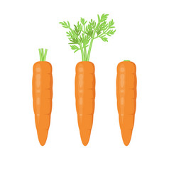 A Set Of Ripe Raw Carrots