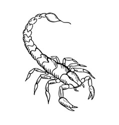 Scorpion Hand Drawn Insect