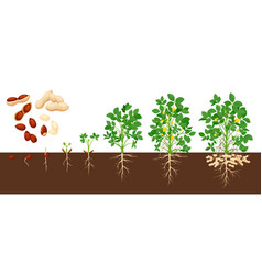 Peanut Growth Stages Groundnut Timeline