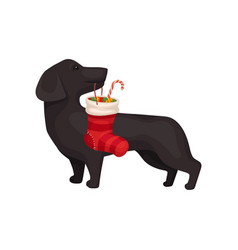 Small Dog Holding Christmas Stocking With Candies