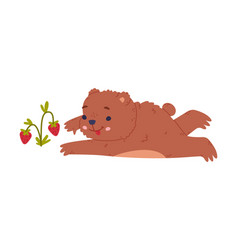 Cute Baby Bear Picking Up Strawberries Funny Wild