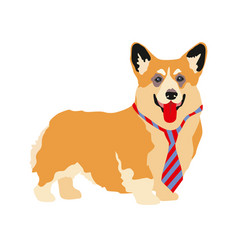 A Cute Friendly Welsh Corgi Puppy Stands I