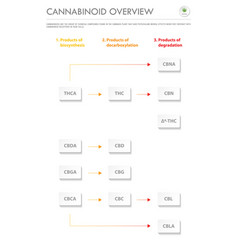 Cannabinoid Overview Vertical Business