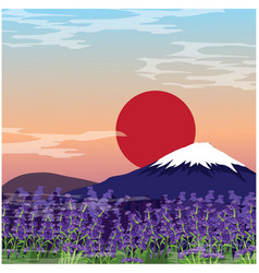 Lavender Field In Front Mount Fuji