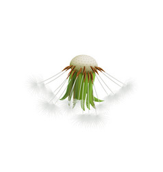 Realistic Dandelion Head