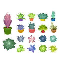 Set Of Succulent Plants For Home Trendy Indoor