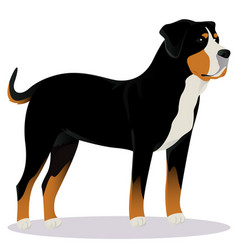 Swiss Mountain Dog