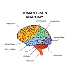 Human Brain Anatomy