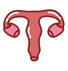 Uterus Human Body