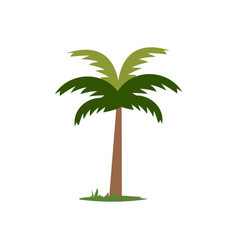 Coconut Palm Tree