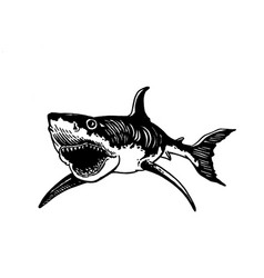 Graphical Of Great White Shark Angry