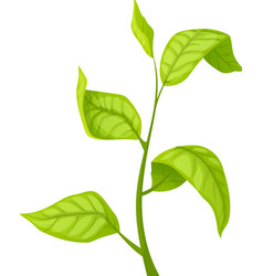 Green Tea Leaf Cartoon