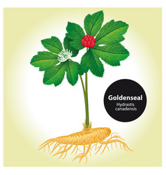 Goldenseal Hydrastis Canadensis With Leaf