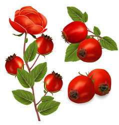 Realistic Detailed 3d Different Red Rose Hip Set