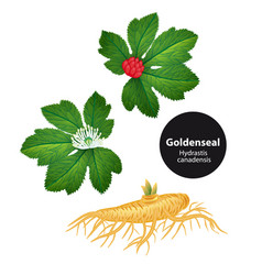 Goldenseal Hydrastis Canadensis With Leaf