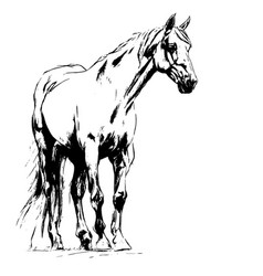 Horse Animal For Design