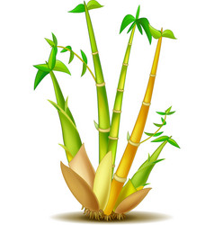 Yellow bamboo for you design Royalty Free Vector Image