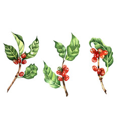 Set Of Coffee Branches With Red Beans Watercolor