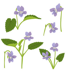 Drawing Wild Flower Viola