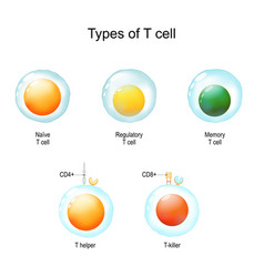 Types Of T Cell Immunology Infographic