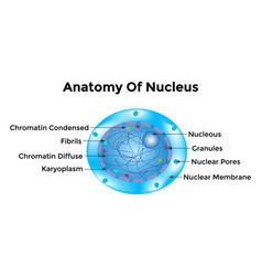 Atom Scientific Poster With Atomic Structure