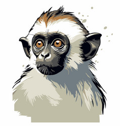 Portrait Of A Monkey On White Background