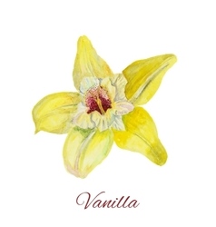 Flower Vanilla Watercolor Painting On White