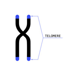 Telomere End Of Chromosome