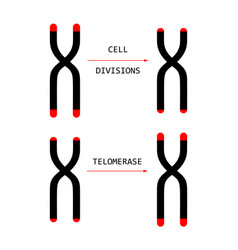 Telomere End Of Chromosome