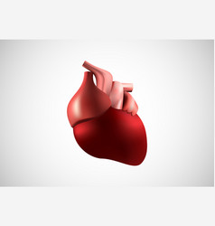 3d Realistic Human Heart