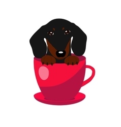 Cute Dachshund Dog In Red Teacup