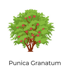 Punica Granatum