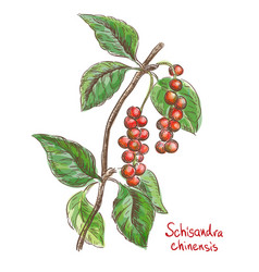 Schisandra Chinese Or Five Flavor Berry