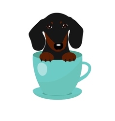 Cute Dachshund Dog In Blue Teacup