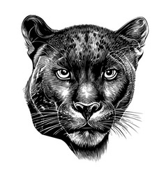 Black Panther Face Hand Drawn Sketch