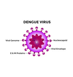 Dengue Virus Denv