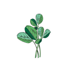 Fenugreek Herbaceous Plant For Food Flavoring