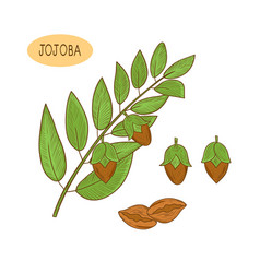 Jojoba Branch Leaves Fruit Sketch Color