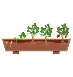 Growth Stages Of A Strawberry Plant