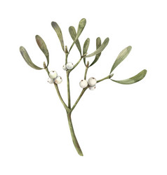 Mistletoe With White Berries Christmas Winter