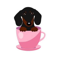 Cute Dachshund Dog In Pink Teacup