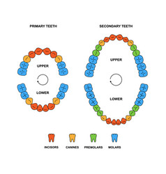 Adult And Child Jaws Anatomy With Descriptions