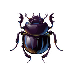 Beautiful Shiny Scarab Beetle Top View Insect