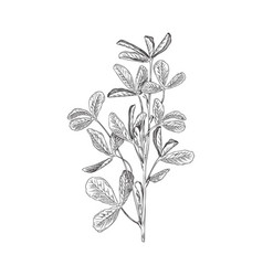 Fenugreek Aromatic Plant Branches Sketch Hand